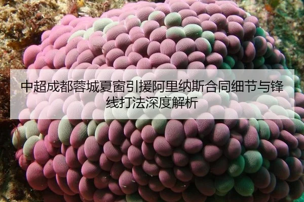 中超成都蓉城夏窗引援阿里纳斯合同细节与锋线打法深度解析